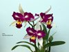 Brassolaeliocattleya hwa yuan beauty pearl 
